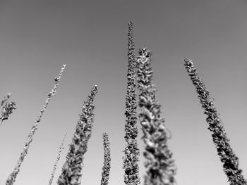 Low angle view of stalks against clear sky