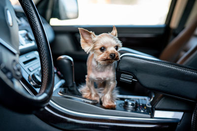 Little cute dog is sitting in car. mini yorkshire terrier. dog breeds. traveling by car with a pet. 