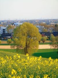 Yellow flowers against clear sky