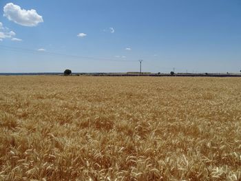 Wheat field against sky