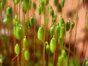 Close-up of green plants