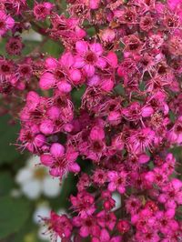 Close-up of pink flowers