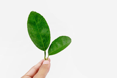 Close-up of hand holding leaves over white background