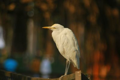 Close-up of bird perching outdoors