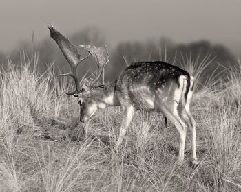 Close-up of deer standing on grassy field