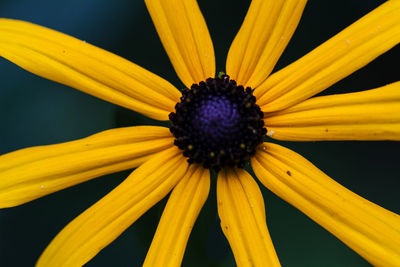 Close-up of yellow flower blooming against black background