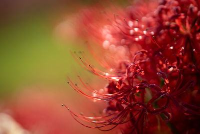 Close-up of plant