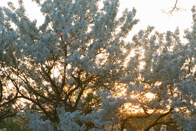 Low angle view of tree against sky