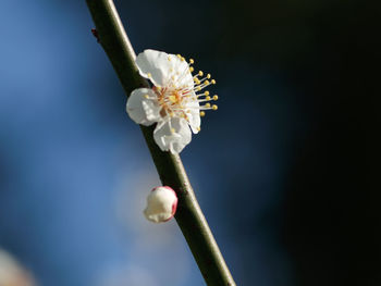 Close-up of white cherry blossom