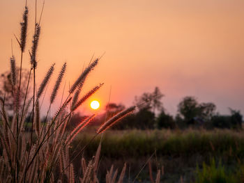 Scenic view of sunset over field