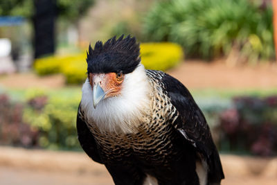 Close-up of eagle