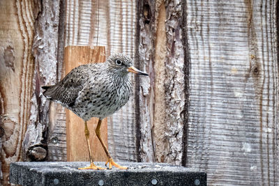 Close-up of bird perching on wooden post