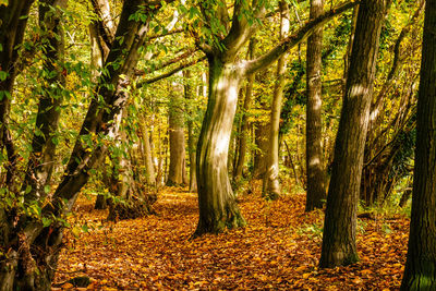 Trees in forest