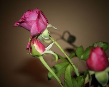 Close-up of pink rose
