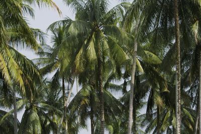 Low angle view of coconut palm trees against sky