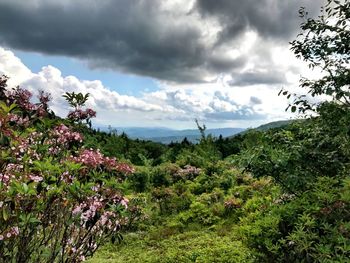 Flowers growing on tree against sky