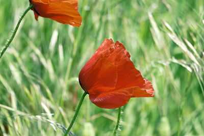 Close-up of day lily blooming outdoors