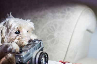 Dog relaxing on bed at home