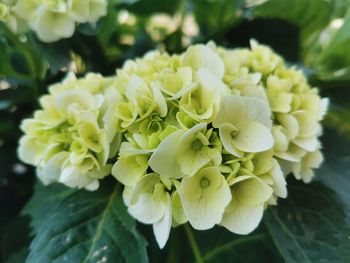 Close-up of white flowering plant