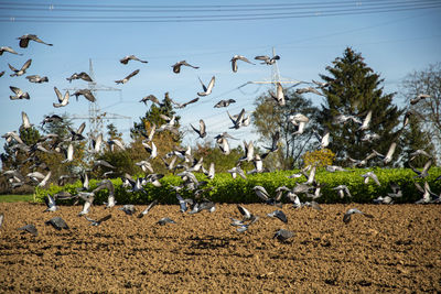 Flock of birds in the field