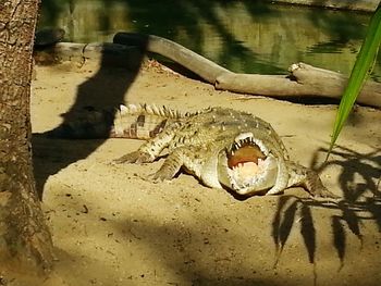 Close-up of turtle