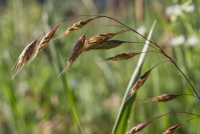 Close-up of wheat growing on field