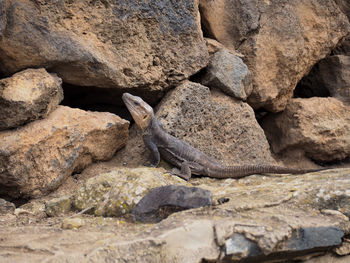 View of lizard on rock