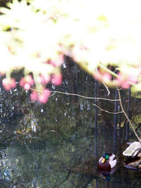 Close-up of flowering plants against lake