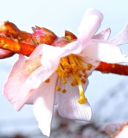 Close-up of plant