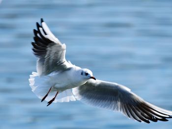 Seagull flying over sea