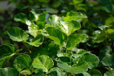 Close-up of fresh green leaves in plant