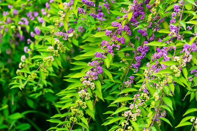 Close-up of purple flowering plants