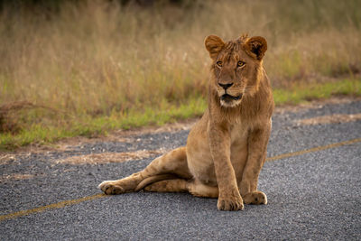 Lioness sitting on street