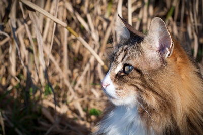 Close-up of a cat looking away