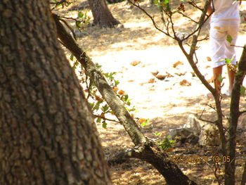 Close-up of tree trunk in forest