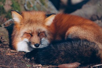 Close-up of a dog sleeping