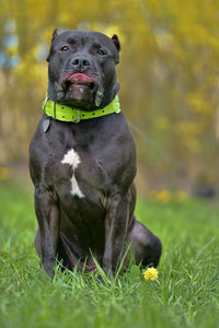 Portrait of dog on field