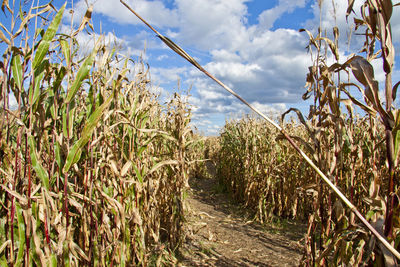 Crops growing on field against sky