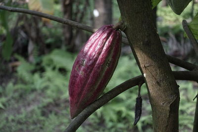 Close-up of red berries on tree