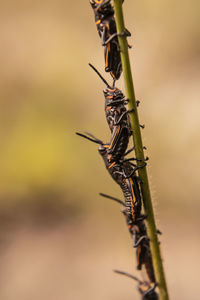 Close-up of insect