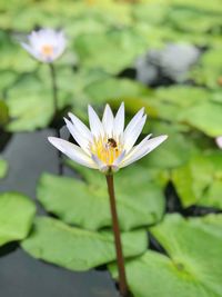 Close-up of water lily in pond