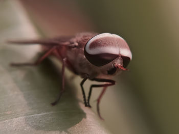 Close-up of insect