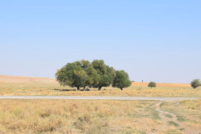 Trees on field against clear sky