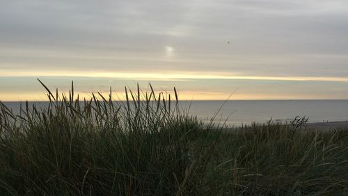 Silhouette of plants at beach during sunset