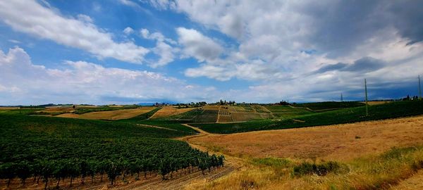 Scenic view of agricultural field against sky