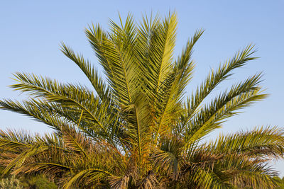 Low angle view of palm tree against clear sky