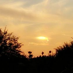 Silhouette of trees at sunset