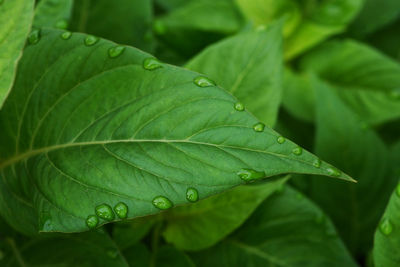 Close-up of raindrops on leaves
