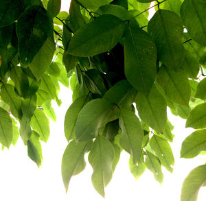 Low angle view of leaves on tree