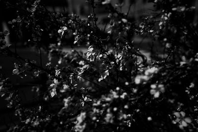 Close-up of white flowering plants